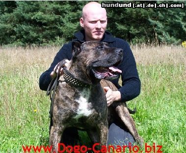 Dogo Canario Dogo Canario Alano Perro de Presa Canario Perro de Presa Espanol