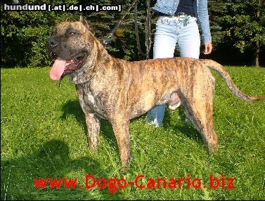 Dogo Canario Dogo Canario Alano Perro de Presa Canario Perro de Presa Espanol