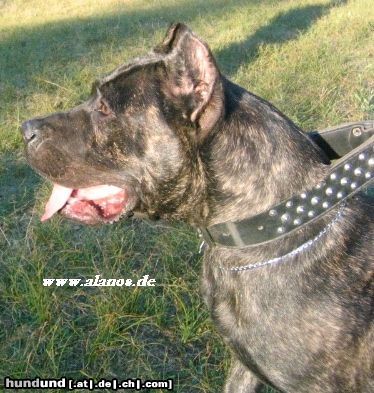 Dogo Canario Dogo Canario Alano Perro de Presa Canario Perro de Presa Espanol