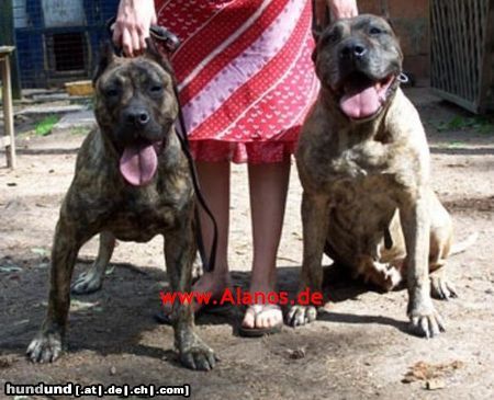 Dogo Canario Dogo Canario Alano Perro de Presa Canario Perro de Presa Espanol