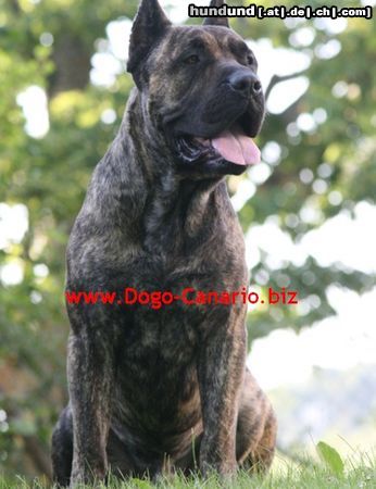 Dogo Canario Dogo Canario Alano Perro de Presa Canario Perro de Presa Espanol