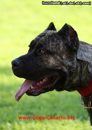 Dogo Canario Dogo Canario Alano Perro de Presa Canario Perro de Presa Espanol