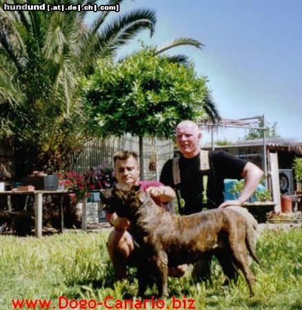 Dogo Canario Hunde Foto 45246 Dogo Canario Dogo Canario Alano Perro de Presa Canario Perro de Presa Espanol