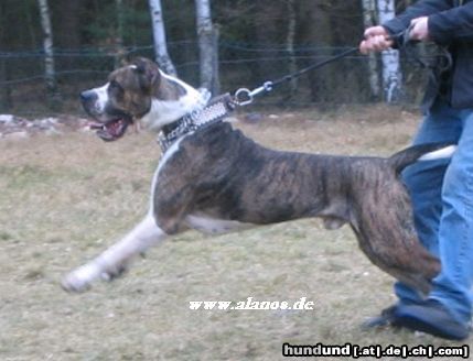 Dogo Canario Dogo Canario Alano Perro de Presa Canario Perro de Presa Espanol