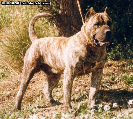 Dogo Canario Hunde Foto 3225 Dogo Canario Beste deutsche Homepage über den
