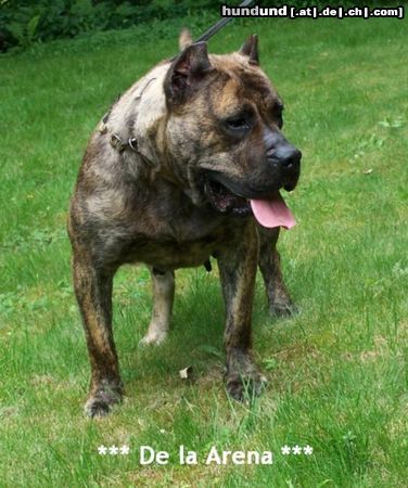 Dogo Canario Dogo Canario Alano Perro de Presa Canario Perro de Presa Espanol