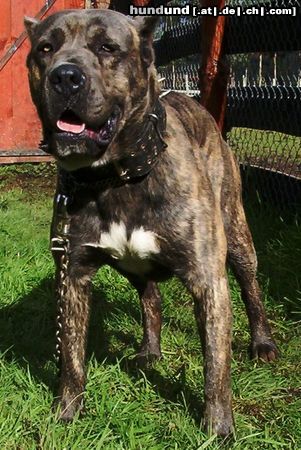Dogo Canario Hunde Foto 13059 Dogo Canario ANKOR is a chilean Dogo Canario, one year and six months.