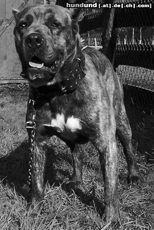Dogo Canario Hunde Foto 13060 Dogo Canario ANKOR is a Chilean Presa Canario, of one Year and six months.