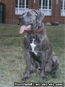 Dogo Canario Hunde Foto 23565 Dogo Canario Ares von den Pretorianern