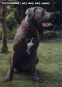 Dogo Canario Hunde Foto 23566 Dogo Canario Ares von den Pretorianern