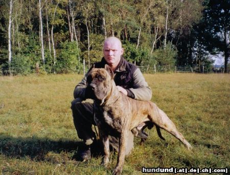 Dogo Canario Hunde Foto 23271 Dogo Canario
