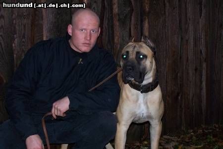 Dogo Canario Hunde Foto 23236 Dogo Canario