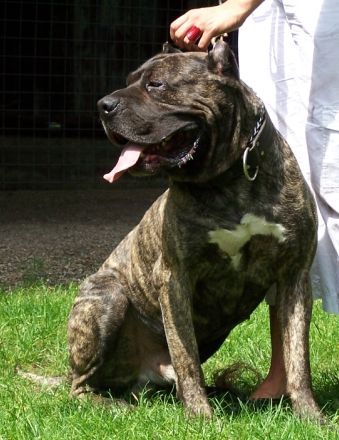 Dogo Canario Hunde Foto 41287 Dogo Canario Gesund Leistungsstark Kinderlieb & Wesensfest