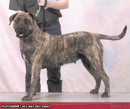 Dogo Canario Hunde Foto 6166 Dogo Canario Viva de Ordepaifos : Weltsieger 2003