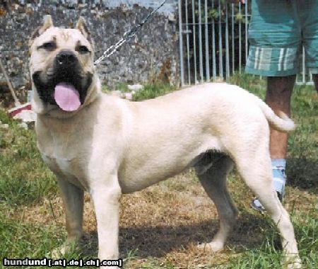 Dogo Canario Hunde Foto 6167 Dogo Canario Balboa EL PERRO DIABLO