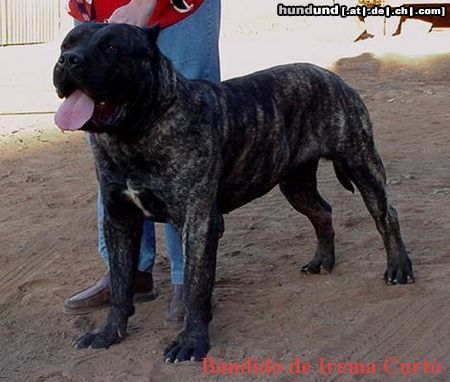 Dogo Canario Hunde Foto 5980 Dogo Canario Bandido de Irema Curto -Perro de Presa Canario