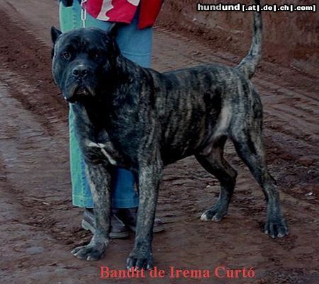 Dogo Canario Hunde Foto 5981 Dogo Canario Bandit de Irema Curto -Perro de Presa Canario