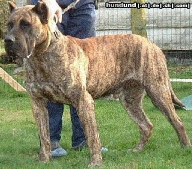 Dogo Canario Hunde Foto 6165 Dogo Canario Belmaco de Garehagua - Tenerife; België