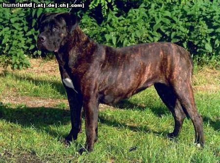 Dogo Canario Hunde Foto 22921 Dogo Canario FCI-Europasieger 2005 Tulln, Bijou
