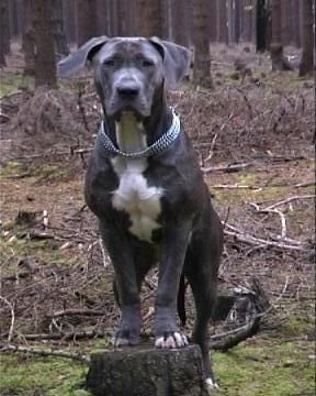 Dogo Canario asso wir kommen super mit unserem hundi zurecht haben auch ein kind und gehorsam ist sie auch suppi