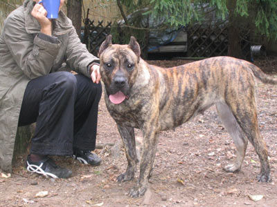 Dogo Canario Hunde Foto 41291 in höherer Auflösung ansehen Dogo Canario Gesund, Leistungsstark, Kinderlieb und Wesensfest