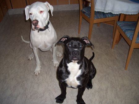 Dogo Canario Hunde Foto 31205 in höherer Auflösung ansehen Dogo Canario Chaos(7Mon.) mit Freund Bianco (3 J.)