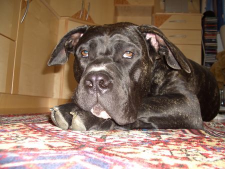 Dogo Canario Hunde Foto 37190 in höherer Auflösung ansehen Dogo Canario Schön ist das Lebebn Mmhh