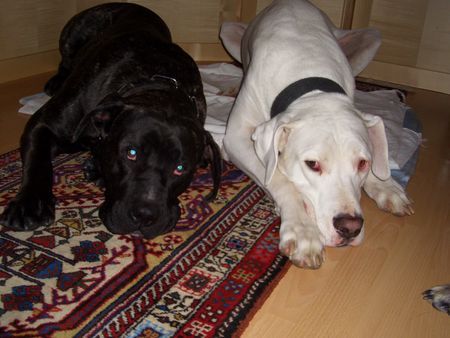 Dogo Canario Hunde Foto 37192 in höherer Auflösung ansehen Dogo Canario