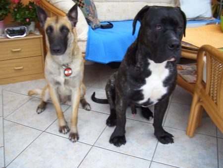 Dogo Canario Hunde Foto 37191 in höherer Auflösung ansehen Dogo Canario Meine beste Freundin Amica