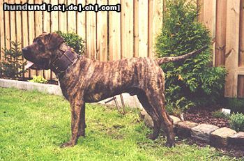 Dogo Canario Dogo Canario (Alano)-Leistungszucht! Wir züchten auf Gesundheit, Wesensfestigkeit, Leistungsbereitschaft und Typ. Welpen und spanische Importhunde zu verkaufen...