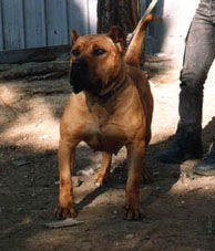Dogo Canario Hunde Foto 41295 Dogo Canario Gesund, Leistungsstark, Kinderlieb und Wesensfest
