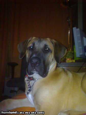 Dogo Canario