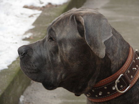 Dogo Canario Hunde Foto 28799 in höherer Auflösung ansehen Dogo Canario