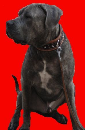 Dogo Canario Hunde Foto 28798 in höherer Auflösung ansehen Dogo Canario