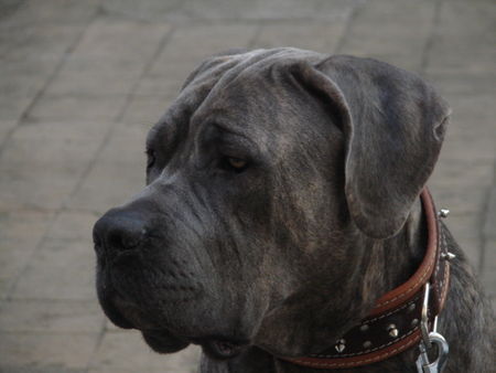Dogo Canario Hunde Foto 28800 in höherer Auflösung ansehen Dogo Canario