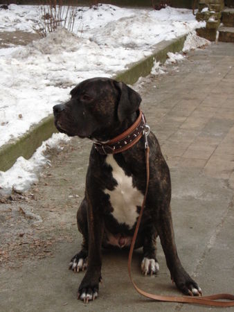 Dogo Canario Hunde Foto 28802 in höherer Auflösung ansehen Dogo Canario