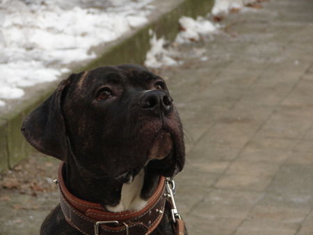 Dogo Canario