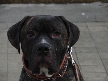 Dogo Canario Hunde Foto 28804 in höherer Auflösung ansehen Dogo Canario