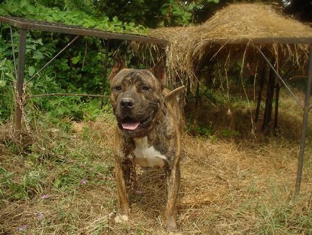 Dogo Canario Hunde Foto 28973 in höherer Auflösung ansehen Dogo Canario gomez 2 jahre alt
