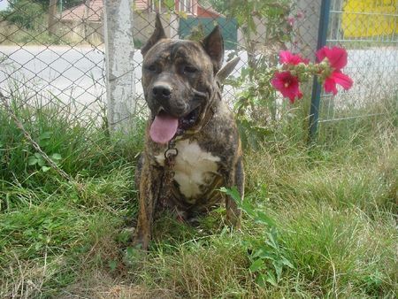 Dogo Canario Hunde Foto 28972 in höherer Auflösung ansehen Dogo Canario gomez 2 jahre alt