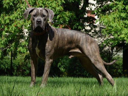 Dogo Canario Hunde Foto 31407 in höherer Auflösung ansehen Dogo Canario ares
