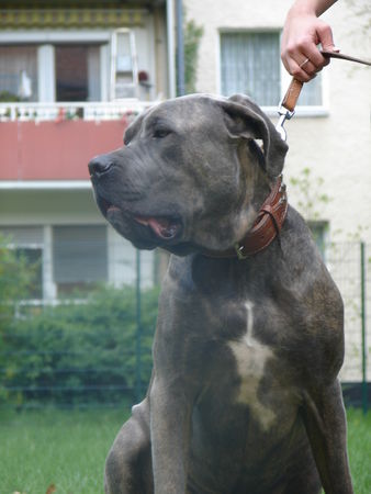 Dogo Canario ares