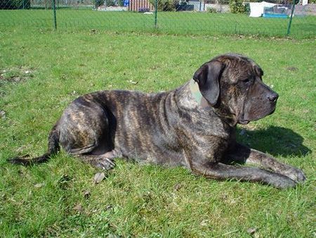 Dogo Canario Hunde Foto 31552 in höherer Auflösung ansehen Dogo Canario Dogo Canario