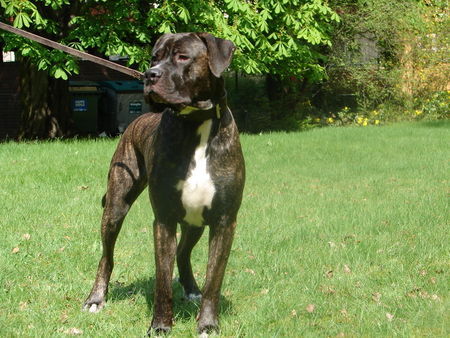 Dogo Canario odin