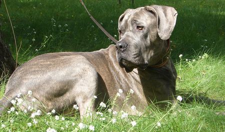 Dogo Canario Hunde Foto 39827 in höherer Auflösung ansehen Dogo Canario der ares