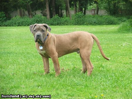 Dogo Canario Hunde Foto 22072 in höherer Auflösung ansehen Dogo Canario Mein kleiner Dogo Canario