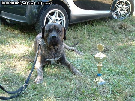Dogo Canario Hunde Foto 22445 in höherer Auflösung ansehen Dogo Canario Castello Branco Alvarez (Tyson) 17 Monate