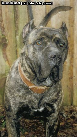 Dogo Canario Hunde Foto 23232 Dogo Canario