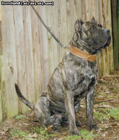 Dogo Canario Hunde Foto 23231 Dogo Canario