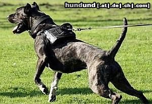 Dogo Canario Gesunde und Leistungsfähige Dogo Canario - Zuchtstätte 